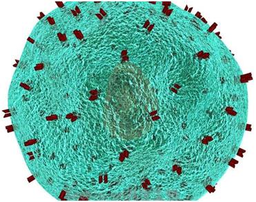 Nature：蛋白Tox是慢性感染期间产生和维持<font color='red'>T细胞</font>衰竭的关键因子