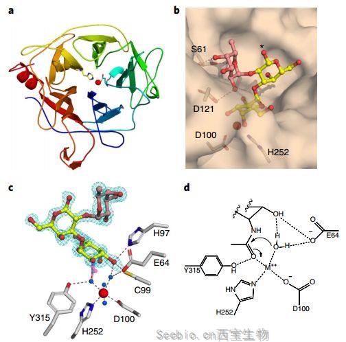 Nat Microbiol重磅！人体肠道菌中发现可以将A型血直接转变为<font color='red'>O型血</font>的酶！