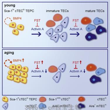 Cell Rep：新研究揭示免疫系统老化的机制！或让<font color='red'>T细胞</font>重获青春！