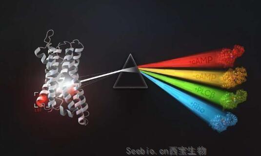 Cell：揭秘人类细胞如何对外部环境信号产生反应并加工处理