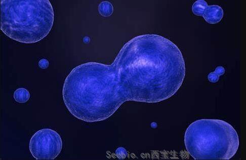 Devel Cell：中心粒在<font color='red'>细胞分裂</font>过程中或扮演关键角色