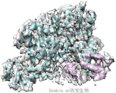 Nature：首次揭示军团菌毒素SidJ劫持人钙调蛋白并促进这种细菌茁壮成长机制