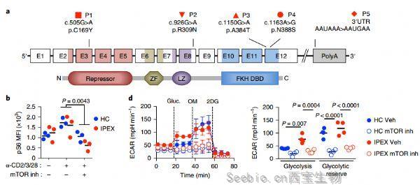 Nat Immunol：研究揭示Foxp3缺失的情况，T细胞功能重组调节新机制