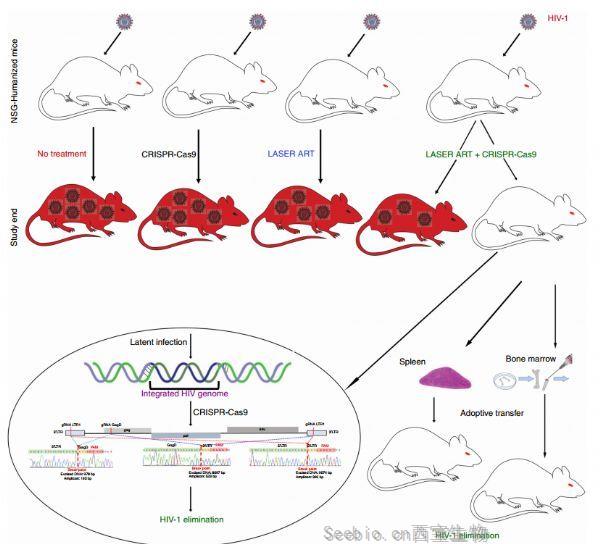 Nat Commun：首次利用CRISPR从活动物基因组中清除HIV