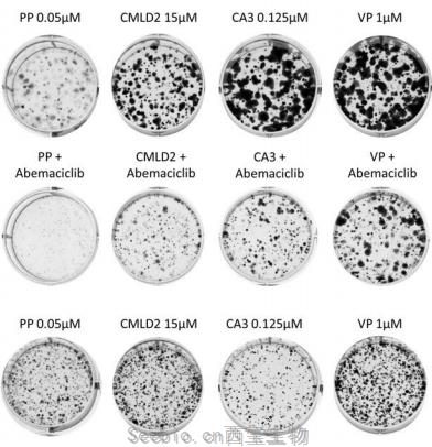 Mol Cancer Res：克服胰腺癌耐药，新药组合让癌症之王低头认输