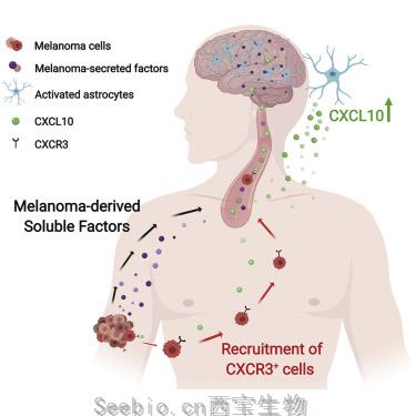 Cell Rep：阻断炎症通路是预防黑色素瘤脑转移的关键
