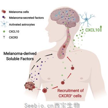 Cell Rep：阻断炎症通路是预防<font color='red'>黑色素瘤</font>脑转移的关键