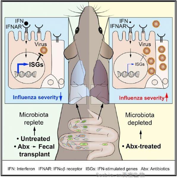 Cell Rep：<font color='red'>肠道微生物</font>可以保护小鼠免受流感病毒感染