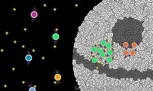 Cell：科学家成功筛选出开发新型癌症免疫疗法的关键靶点