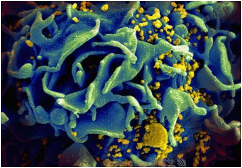 Science子刊：揭示出一种B细胞基因表达特征与疫苗抵抗HIV感染相关