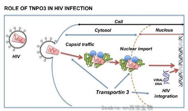 PLoS Pathog：人类的福音！这个基因突变可以防止HIV感染