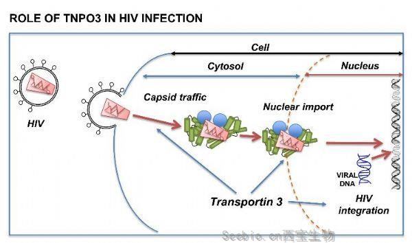 PLoS Pathog：人类的福音！这个基因<font color='red'>突变</font>可以防止HIV感染