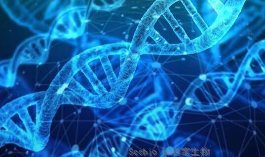 Nat Metabol：最新研究挑战科学家们对机体过早衰老的理解 线粒体<font color='red'>DNA</font>功能紊乱或会加速衰老过程