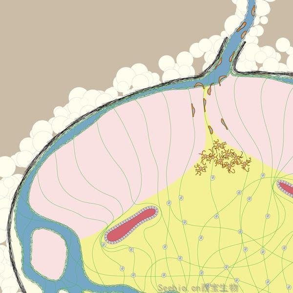 Science重大发现！迁徙性树突状细胞激活TGF-β来调节CD8 T细胞