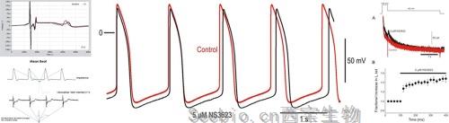 Biochem Pharmacol：发现促进<font color='red'>心脏细胞</font>成熟的新方法