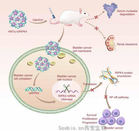 Science子刊：中南大学开发天然埃洛石纳米管递送小干扰RNA用于膀胱癌治疗