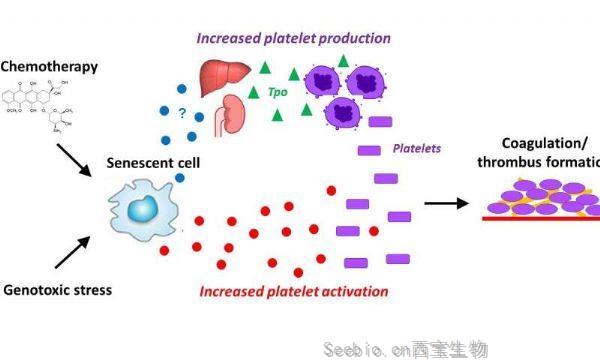 Cell Rep：细胞衰老与年龄相关的血块有关