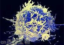 研究人员揭示效应性T细胞和耗竭性T细胞早期命运决定机制
