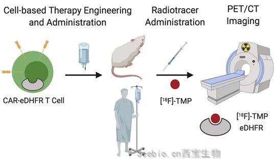 Cell子刊：给CAR-T细胞标记上成像示踪剂，可在体内实时追踪CAR-T细胞