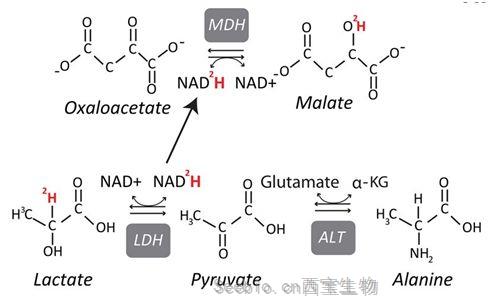 Nature：揭示摄入更多乳酸的黑色素瘤细胞是转移高手