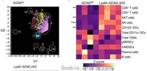 Science子刊：揭示GCN2抑制<font color='red'>肿瘤</font>微环境中的抗<font color='red'>肿瘤</font>免疫反应