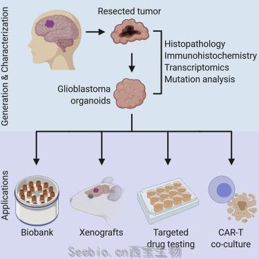Cell：人胶质母细胞瘤类器官可重现肿瘤特征，并可用于评价药物和<font color='red'>CAR-T细胞</font>的疗效