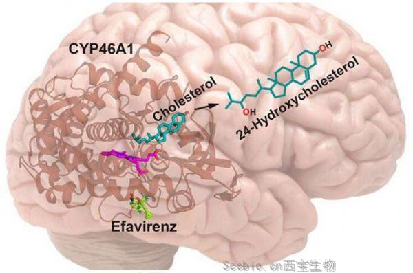 J Med Chem：HIV药物依法韦仑或有望治疗<font color='red'>阿尔兹海默病</font>