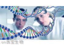Nature Genetics: ADAMTS19缺失导致进行性非综合征性<font color='red'>心脏</font>瓣膜病