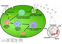 Nature Communications:微流控设备捕获脑肿瘤脱落的细胞外囊泡