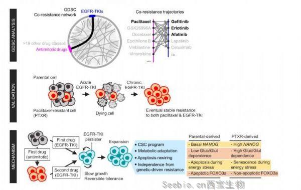 Science子刊：揭示<font color='red'>癌细胞</font>多药耐药的新机制