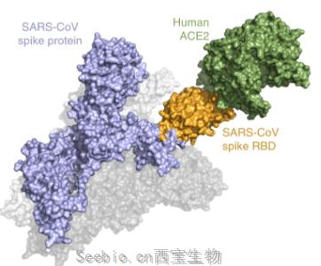 Nat Microbiol：开发出新型冠状病毒筛查方法