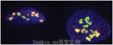 Sci Signal 显示细胞膜TNF受体的分子模式