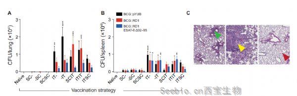Science子刊：开发新型肺结核疫苗