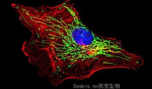 Immunity：揭秘机体感知感染抑制再生的分子机制