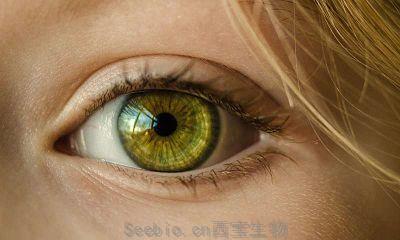 JEM：免疫调节回路在眼部疾病中的作用