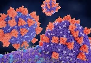 Antivir Res：澳大利亚科学家发现了可能的冠状病毒药物