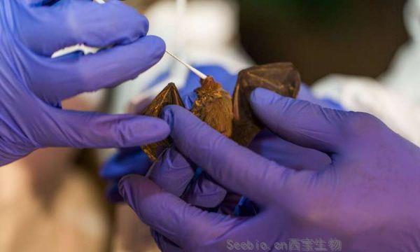 PLOS ONE：警惕！科学家在蝙蝠身上发现了六种新的冠状病毒！