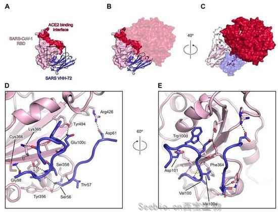 Cell：从结构上详细阐明单结构域骆驼抗体可强效中和包括<font color='red'>SARS-CoV</font>、MERS-CoV和<font color='red'>SARS-CoV</font>-2在内的β冠状病毒