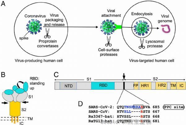 PNAS：揭示SARS-CoV-2高传染性和隐蔽性的原因！