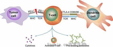 Cancer Discov：新的药物组合有助于克服对抗<font color='red'>PD-1</font>免疫治疗的耐药性