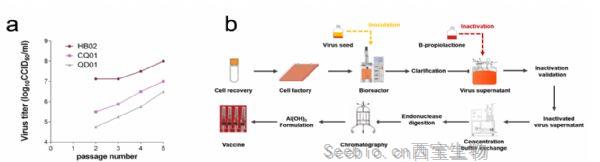 Cell：中国科学家开发一种<font color='red'>SARS-CoV-2</font>灭活疫苗，BBIBP-CorV，动物实验显示有效的保护作用