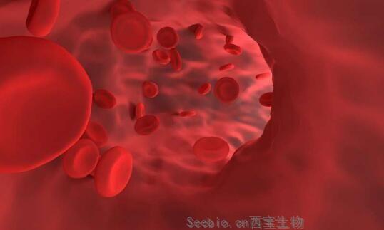 Sci Transl Med：新突破！科学家揭秘micro<font color='red'>RNA</font>分子保护机体血管完整性的分子机制！