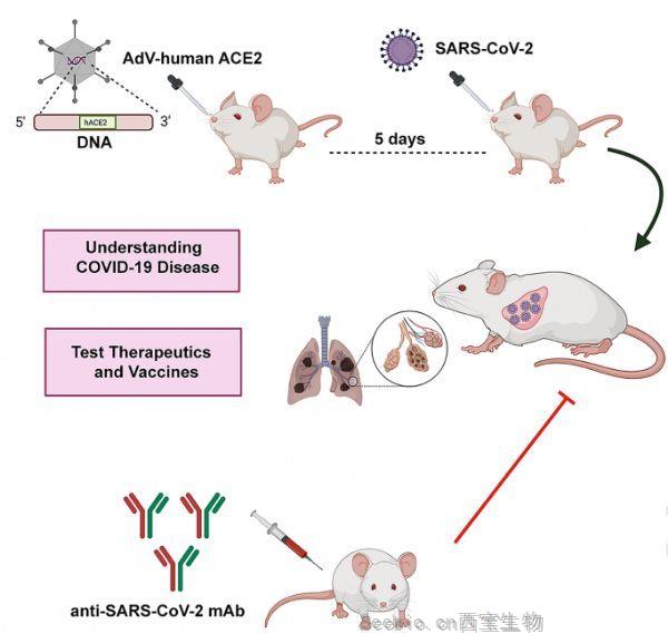 Cell：小鼠SARS-CoV-2感染模型揭示中和抗体的保护作用