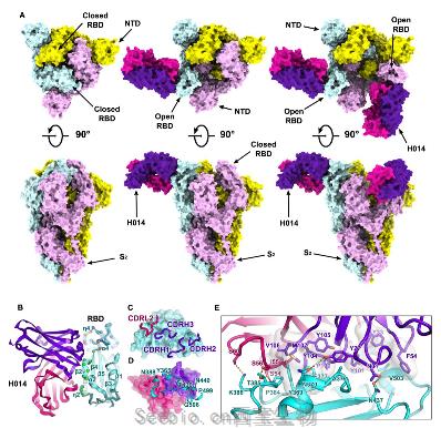 bioRxiv：研究开发可同时中和SARS-CoV-2和SARS-CoV的中和性治疗抗体！