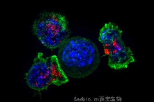 Cancer Cell：两种新型潜在的小分子化合物或能有效杀灭其它疗法无法杀灭的<font color='red'>癌细胞</font>