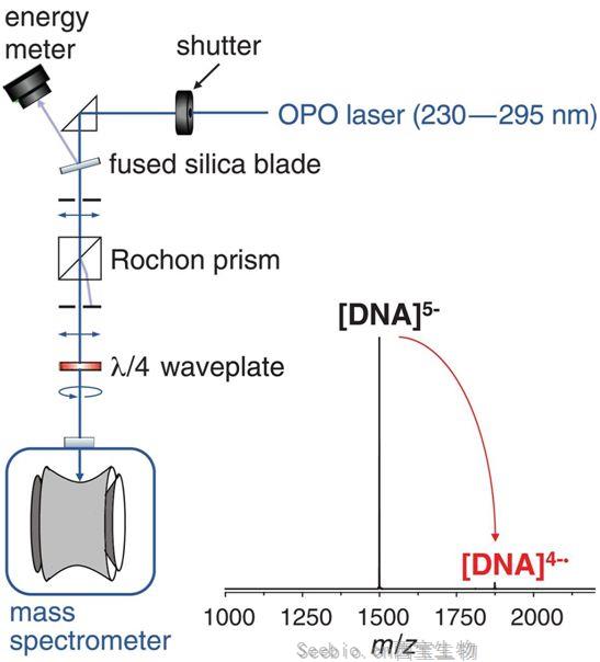 Science：将圆二色光谱与质谱组合使用，可分离富含鸟嘌呤的<font color='red'>DNA</font>离子