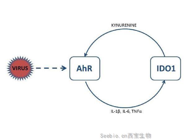 SARS-CoV-2单一基因的上调如何导致细胞因子风暴？