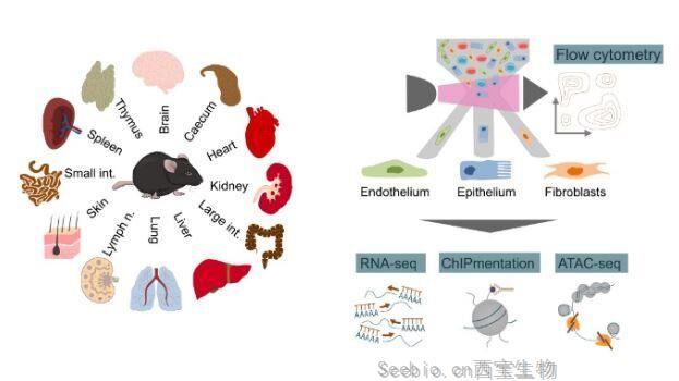 Nature：揭示免疫细胞之外的<font color='red'>抗病毒</font>免疫反应！