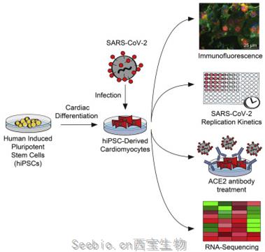 Cell子刊：新研究表明在实验室培养皿中，<font color='red'>新冠病毒</font>可感染心脏细胞