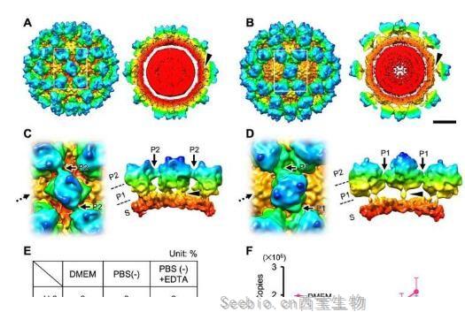 PLoS Pathog：新发现！在感染之前诺如病毒或拥有两种可交替转换的衣壳结构！